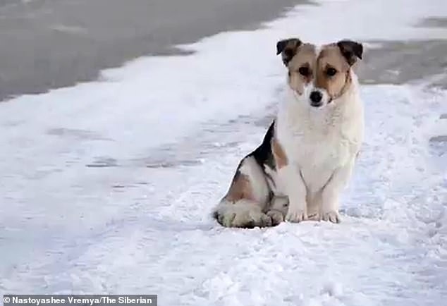 Hachiko pictured waiting for his owner at the bus stop where he was dropped in Siberia