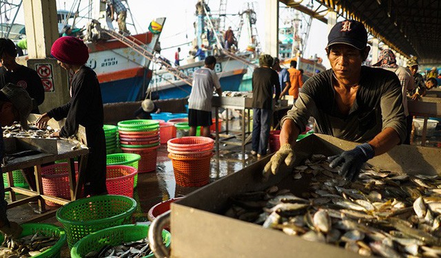 EU gỡ bỏ cảnh báo về vấn đề đánh bắt cá Thái Lan ảnh 1