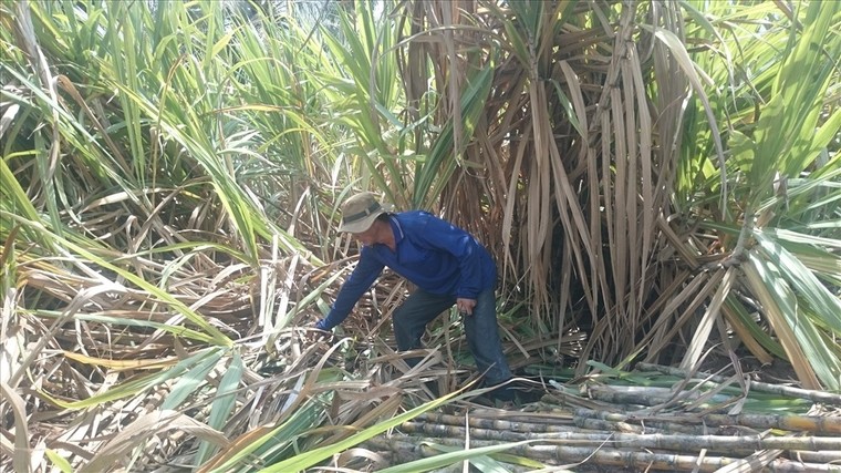 Ngành mía đường phải tự đổi mới để thích nghi với hộp nhập. (Ảnh minh họa)