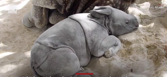 Te giac chao doi bang phuong phap thu tinh nhan tao dau tien o My hinh anh 1 