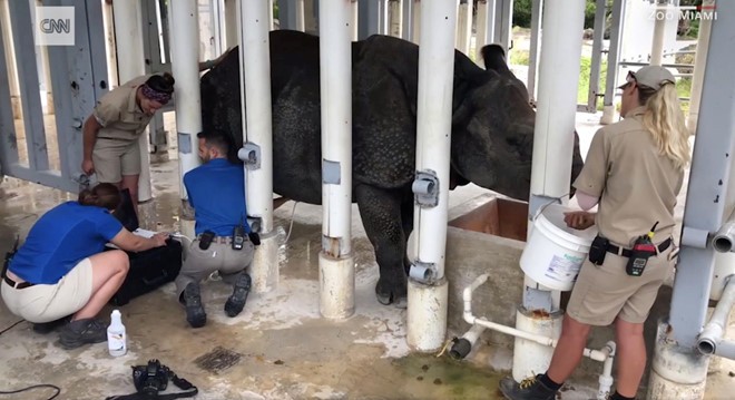 Te giac chao doi bang phuong phap thu tinh nhan tao dau tien o My hinh anh 2 