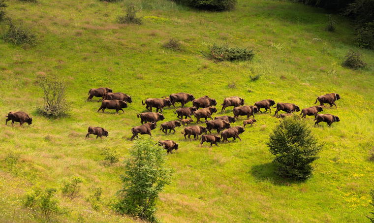 170 con bò rừng bison có thể hấp thụ lượng CO2 do 43.000 xe ô tô thải ra mỗi năm ảnh 1