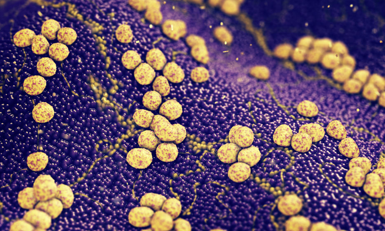 Nguy cơ tiềm ẩn và giải pháp phòng ngừa siêu vi khuẩn ảnh 1