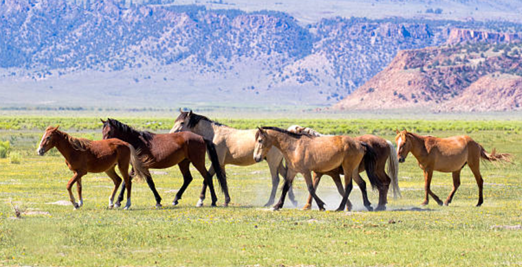 Hơn 5.000 ngựa hoang bị tiêu hủy tại Vườn quốc gia Kosciuszko ảnh 1