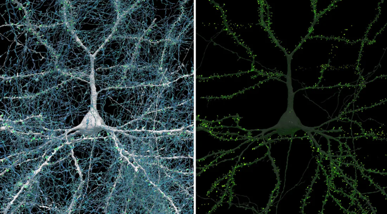 Google và Trường Đại học Harvard công bố bản đồ chi tiết nhất về bộ não con người ảnh 2