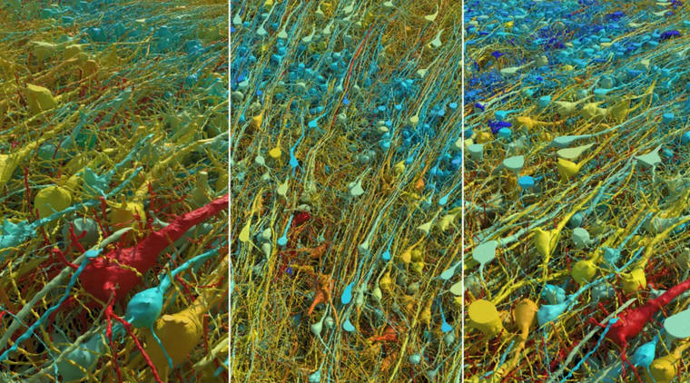 Google và Trường Đại học Harvard công bố bản đồ chi tiết nhất về bộ não con người ảnh 3