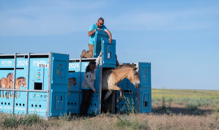 Ngựa hoang trở lại Kazakhstan sau hai thế kỷ vắng bóng ảnh 1