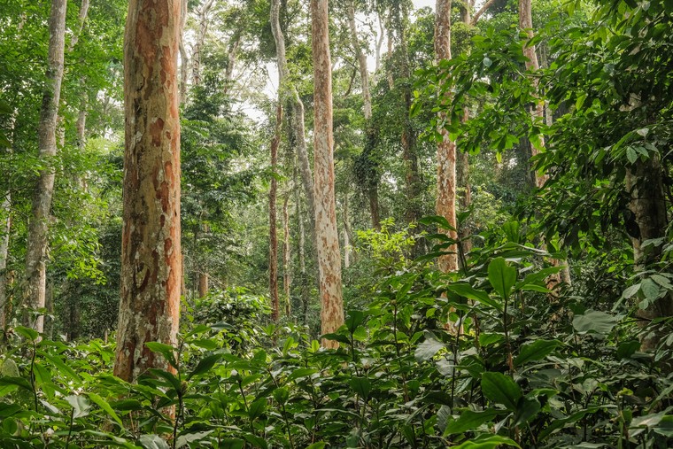 Yangambi tiến bước thành trung tâm khí hậu và đa dạng sinh học ảnh 1