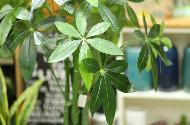 Vẻ đẹp mùa thu trên chao đèn kính màu Tiffany ảnh 1