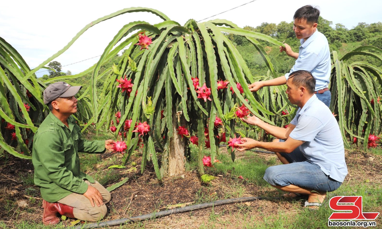 Hợp tác đưa nông sản vươn xa ảnh 2