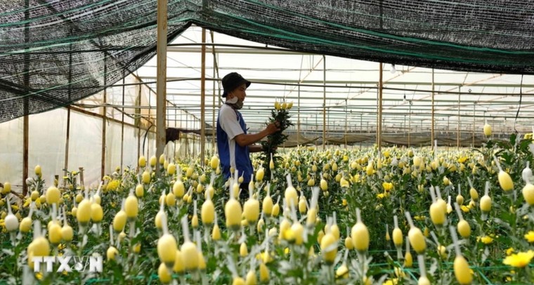 Nhiều hoạt động đặc sắc, hấp dẫn trong Festival Hoa Đà Lạt năm 2024 ảnh 1