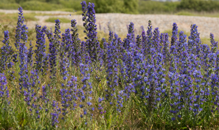Khu vực huấn luyện quân sự: Nơi trú ẩn của các loài hoa hiếm ảnh 1