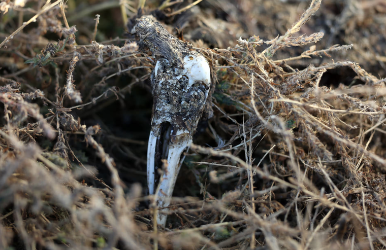 Khủng hoảng khí hậu đe dọa sự sống của loài chim ảnh 1