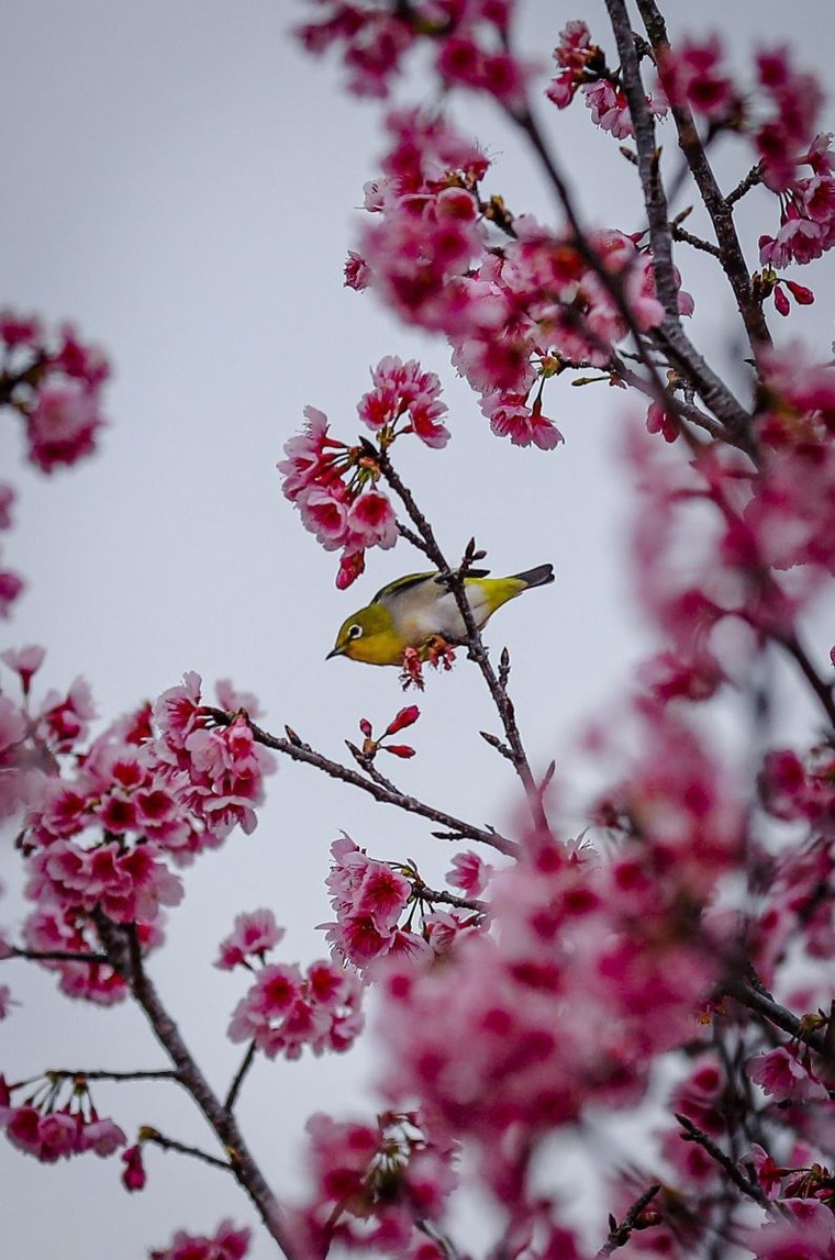 Lễ hội Hoa anh đào - Điện Biên Phủ 2025 ảnh 2