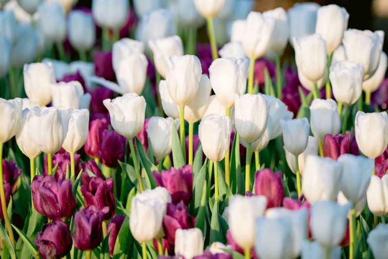 Núi Bà Đen đón cột mốc 2 triệu lượt khách đi cáp treo đúng ngày 8/3 ảnh 2