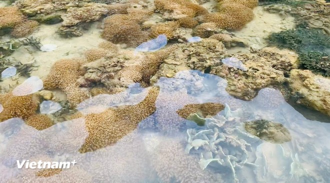 Việt Nam là một trong những điểm đến lặn biển được khách quốc tế thích nhất ảnh 1