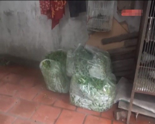 Rau sạch bức xúc chuyện ‘chăn rau’ ảnh 1