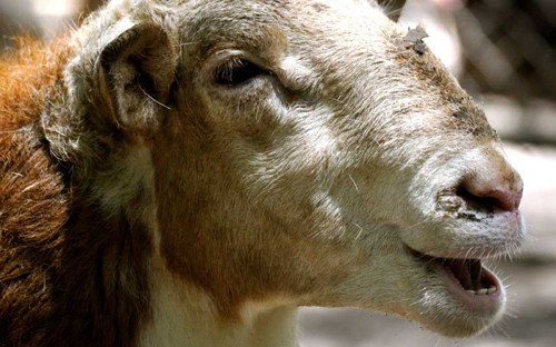 Kỳ lạ phong tục đón năm mới ở các nước trên thế giới ảnh 3