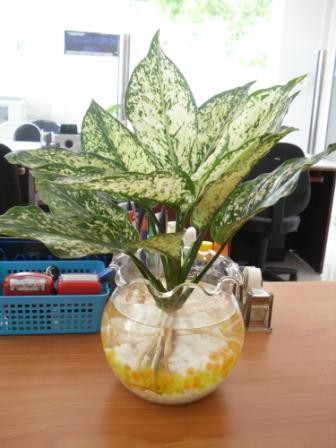 Những vật phẩm tuyệt đối không đặt trên bàn làm việc ảnh 2