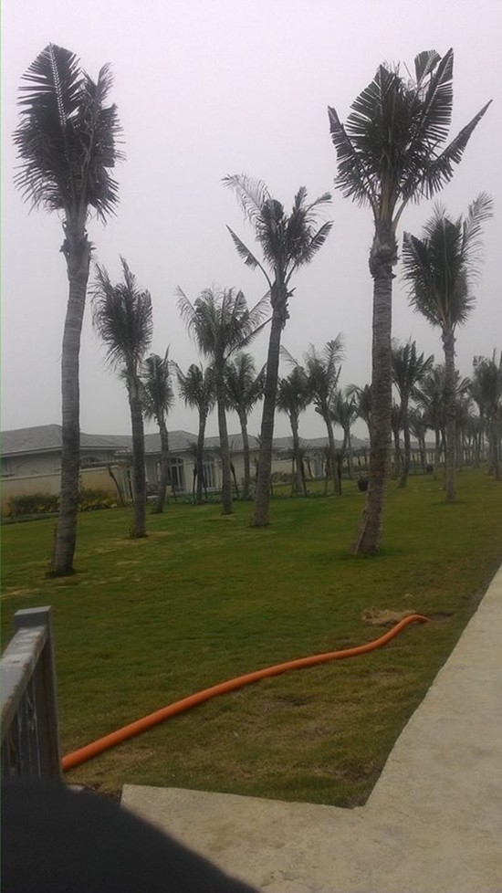 Kỳ 1: Tập đoàn FLC lấn chiếm đất rừng ven biển xây công trình? ảnh 1