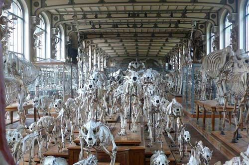 Khám phá những bảo tàng có '1-0-2' khiến người xem phải khiếp sợ ảnh 2