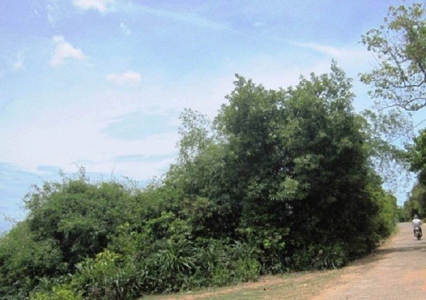 Bí ẩn chuyện quạ đen chỉ chỗ xây Nghè Ná trong rừng cấm ở Quảng Bình ảnh 1