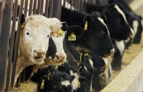 'Hốt hoảng' với những luật lệ kỳ lạ nhất ở Vương quốc Anh ảnh 2