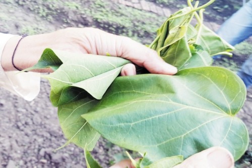 Kỳ quặc ăn Tết bằng...lá ngón ảnh 1