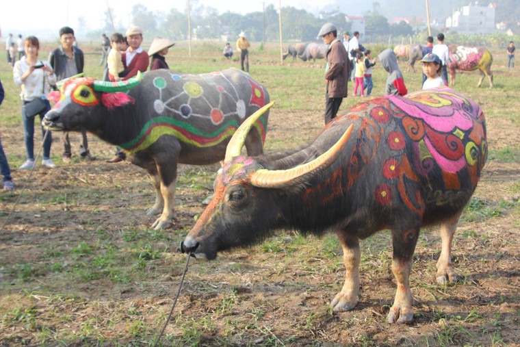 Hà Nam: Nô nức xem 'vua' cày ruộng đầu năm ảnh 4