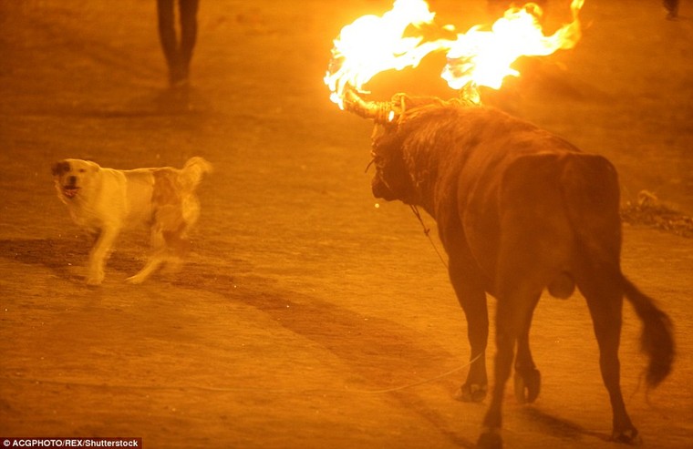 Sửng sốt với lễ hội đốt sừng bò ở Ecuador ảnh 2