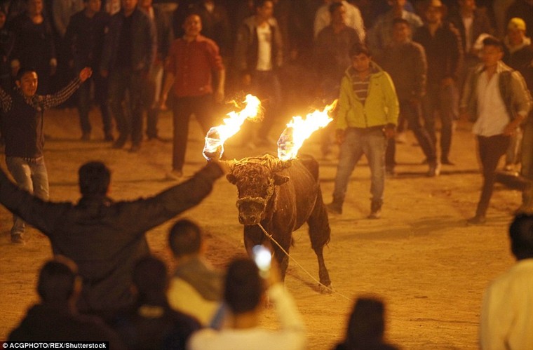 Sửng sốt với lễ hội đốt sừng bò ở Ecuador ảnh 5