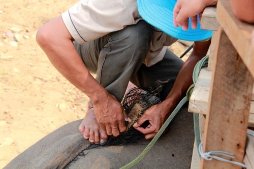 300 ngàn một sợi lông voi: Vận may nào cho kẻ u mê? ảnh 1