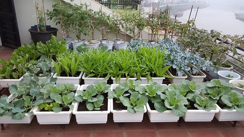 Vườn rau 40 m2 bội thu trên mái nhà khiến nhiều người ngưỡng mộ ảnh 2