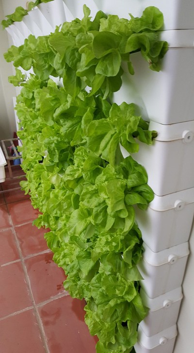 Vườn rau 40 m2 bội thu trên mái nhà khiến nhiều người ngưỡng mộ ảnh 3