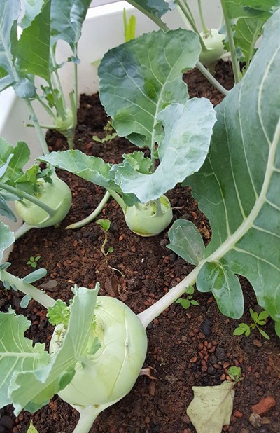 Vườn rau 40 m2 bội thu trên mái nhà khiến nhiều người ngưỡng mộ ảnh 4