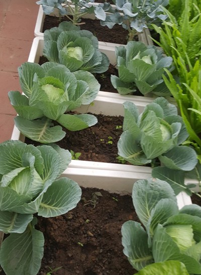 Vườn rau 40 m2 bội thu trên mái nhà khiến nhiều người ngưỡng mộ ảnh 5