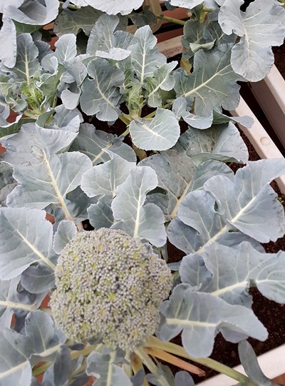 Vườn rau 40 m2 bội thu trên mái nhà khiến nhiều người ngưỡng mộ ảnh 6