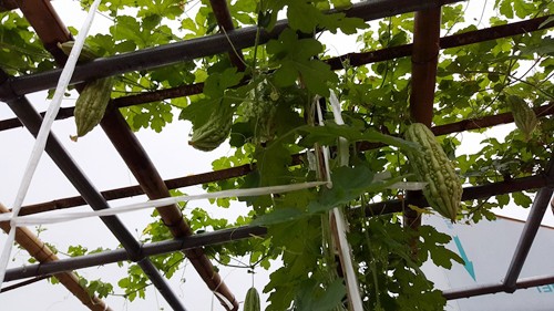 Vườn rau 40 m2 bội thu trên mái nhà khiến nhiều người ngưỡng mộ ảnh 8