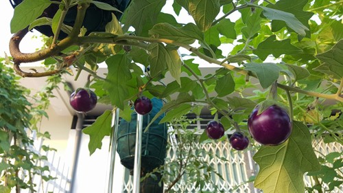 Vườn rau 40 m2 bội thu trên mái nhà khiến nhiều người ngưỡng mộ ảnh 9