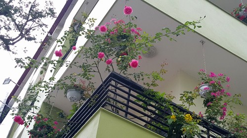 Vườn rau 40 m2 bội thu trên mái nhà khiến nhiều người ngưỡng mộ ảnh 12