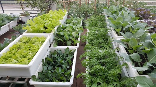 Vườn rau 40 m2 bội thu trên mái nhà khiến nhiều người ngưỡng mộ ảnh 13