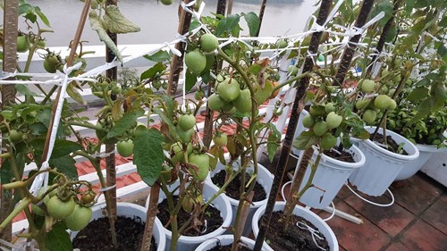 Vườn rau 40 m2 bội thu trên mái nhà khiến nhiều người ngưỡng mộ ảnh 14