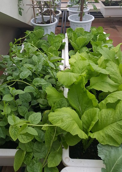 Vườn rau 40 m2 bội thu trên mái nhà khiến nhiều người ngưỡng mộ ảnh 15