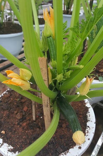 Vườn rau 40 m2 bội thu trên mái nhà khiến nhiều người ngưỡng mộ ảnh 16