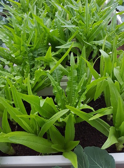 Vườn rau 40 m2 bội thu trên mái nhà khiến nhiều người ngưỡng mộ ảnh 17