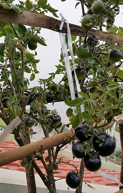 Vườn rau 40 m2 bội thu trên mái nhà khiến nhiều người ngưỡng mộ ảnh 18