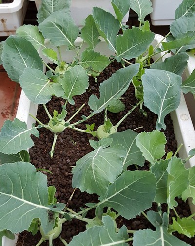 Vườn rau 40 m2 bội thu trên mái nhà khiến nhiều người ngưỡng mộ ảnh 20