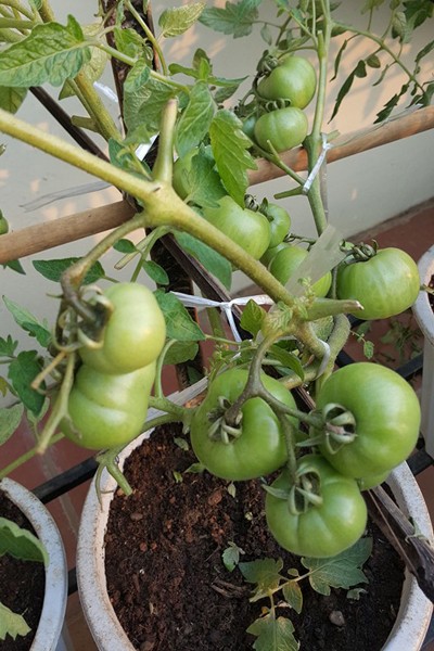 Vườn rau 40 m2 bội thu trên mái nhà khiến nhiều người ngưỡng mộ ảnh 21