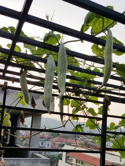 Vườn rau 40 m2 bội thu trên mái nhà khiến nhiều người ngưỡng mộ ảnh 7