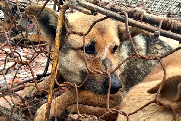 Đôi mắt tuyệt vọng đầy ám ảnh của chú chó sắp lên...bàn nhậu ảnh 4